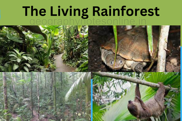 The Living Rainforest